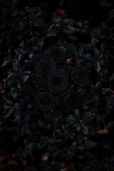 Black Roses: Velvet Darkness in High Resolution