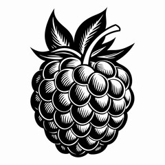 Obraz premium Detailed Black and White Raspberry Illustration with Leaves