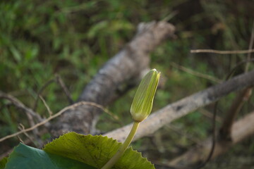 Elegant water lily or lotus flower symbolizes purity and beauty, blooming gracefully in calm waters...