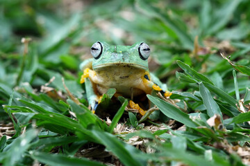 Flying tree frog on a grass, Gliding frog (Rhacophorus reinwardtii) isolated on black background