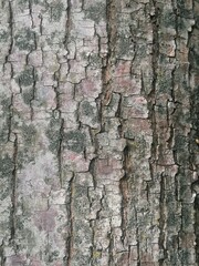lime bark with lichen and warm tones. forest surface pattern 