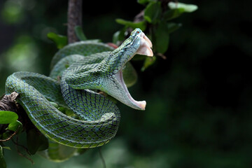 Hagen's pit viper attacking position on a branch, Trimeresurus hageni, parias hageni