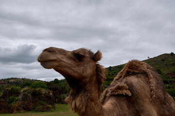 Detail of the head of a dromedary,