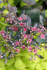 Pink blooming sedum perennial plant. Sedum has beautiful, delicate star-shaped flowers. They are excellent garden perennials for full sun flower gardens. Empty space for text.