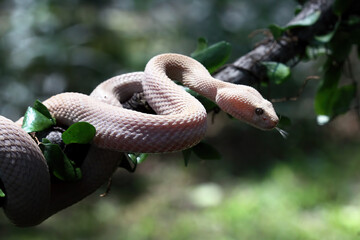 Trimeresurus purpureomaculatus on branch, Mangrove pit viper