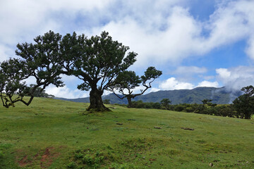 Trek &agrave; Mad&egrave;re 2025 - Jour 6 (Achadas da Cruz, Vereda do Calhau, vereda da Ladeira, For&ecirc;t de Fanal dans la brume)