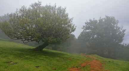 Trek à Madère 2025 - Jour 6 (Achadas da Cruz, Vereda do Calhau, vereda da Ladeira, Forêt de...
