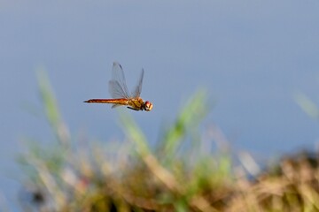dragonfly on a grass