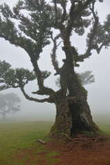Trek &agrave; Mad&egrave;re 2025 - Jour 6 (Achadas da Cruz, Vereda do Calhau, vereda da Ladeira, For&ecirc;t de Fanal dans la brume)