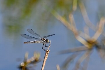 dragonfly on a branch