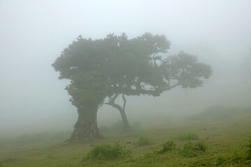 Trek &agrave; Mad&egrave;re 2025 - Jour 6 (Achadas da Cruz, Vereda do Calhau, vereda da Ladeira, For&ecirc;t de Fanal dans la brume)