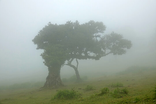 Trek &agrave; Mad&egrave;re 2025 - Jour 6 (Achadas da Cruz, Vereda do Calhau, vereda da Ladeira, For&ecirc;t de Fanal dans la brume)