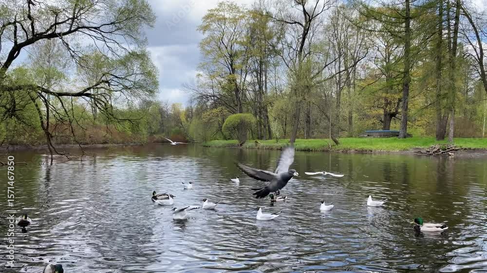 Aufkleber Ducks swim energetically in a peaceful pond while trees and foliage frame the serene waterway on a cloudy spring day.