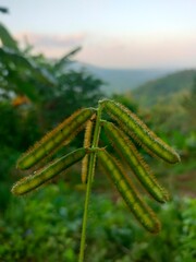 Detail of fuzzy green seed pods growing on a plant, showcasing texture and growth in nature.