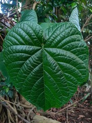 Vibrant green leaf close-up, showcasing its rich texture and prominent veins in a natural, leafy background.