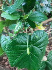 Close-up of vibrant green leaves with detailed texture and veins, showcasing lush foliage in nature.