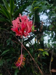 Close-up of a vibrant red fringed hibiscus flower hanging downwards, showcasing its delicate petals and long stamens against a green background.