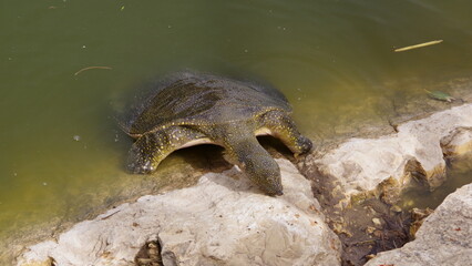 Common softshell turtle (Trachemys scripta elegans). river alexander israel.