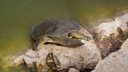 Common softshell turtle (Trachemys scripta elegans)