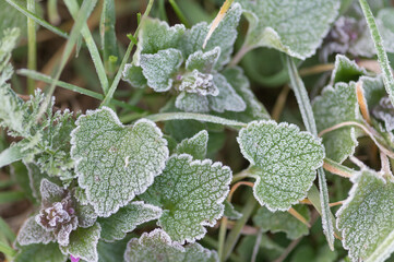 Frost-covered young grass blades on a chilly morning. Delicate ice crystals and soft light create a...