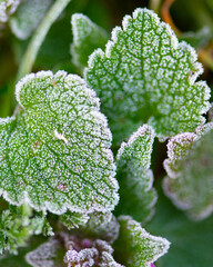 Frost-covered young grass blades on a chilly morning. Delicate ice crystals and soft light create a...