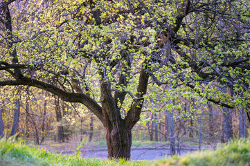 Majestic tree with fresh spring foliage in peaceful forest park. Soft natural light and tranquil...
