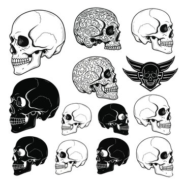 Side View Human Skull Vector Set &ndash; Realistic, Tattoo Style, Silhouette & Vintage