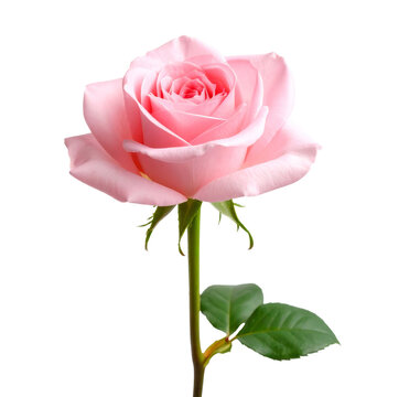 Rosa rosada abierta con p&eacute;talos delicados y tallo verde, perfecta para representar amor y elegancia floral