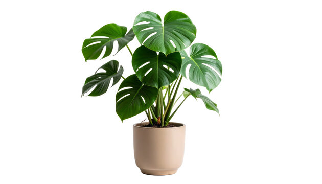 Planta tropical Monstera deliciosa con hojas grandes y brillantes en maceta decorativa estilo escandinavo