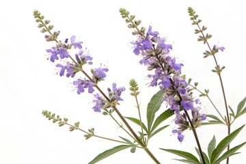 Naklejka premium vitex agnuscastus flowers isolated on white