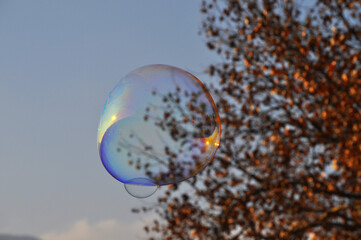 Large floating bubble with an autumn tree in the background