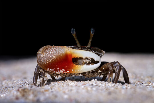 Fiddler crab on sand with black background