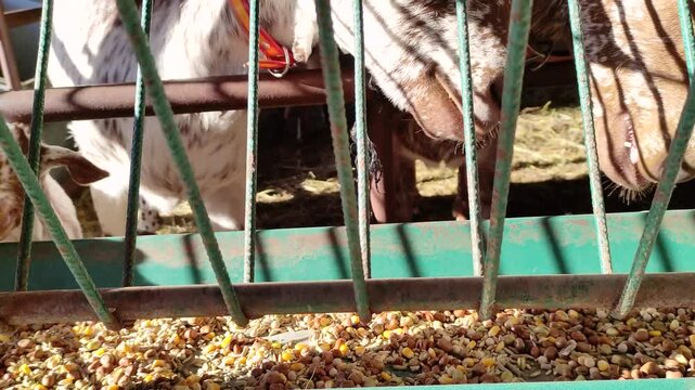 Goats compete for food at a cattle feeder. 