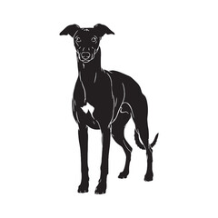 Obraz premium Recognizable Whippet digital black vector, representing the breed's unforgettable appearance - Whippet silhouette - Whippet Vector - Silhouette of Whippet - dog vector