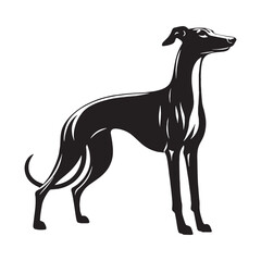 Refined Whippet digital black silhouette, embodying its unique and appealing features - Whippet silhouette - Whippet Vector - Silhouette of Whippet - dog silhouette

