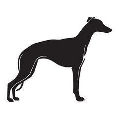 Obraz premium Sleek Whippet digital black vector artwork, perfect for unique artistic projects - Whippet silhouette - Whippet Vector - Silhouette of Whippet - dog silhouette