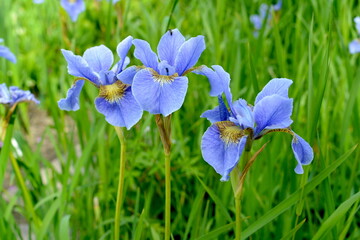 Iris flower on green grass background.