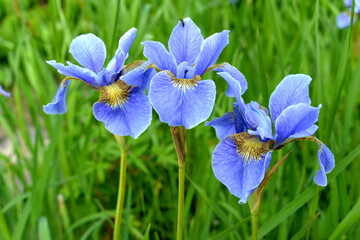 Iris flower on green grass background.