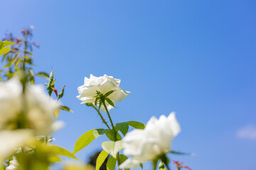 weiße Rose