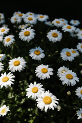 Bright white daisies bloom in a vibrant garden during sunny spring days showcasing nature's beauty and simplicity