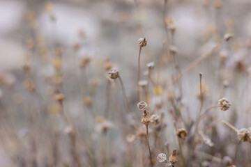 Bebbia juncea