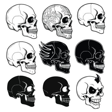Side View Human Skull Vector Set &ndash; Realistic