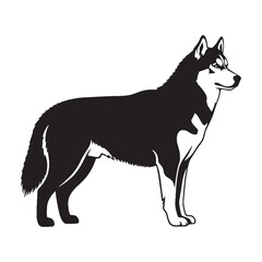 Loyal Siberian Husky black vector graphic, reflecting its devoted and spirited temperament - Siberian Husky silhouette - Siberian Husky Vector - Silhouette of Siberian Husky - dog silhouette

