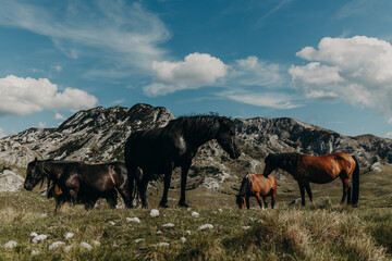 A herd of wild horses grazing in the mountains of Durmitor National Park, Montenegro.