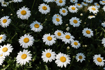 Fototapeta premium Bright and cheerful daisies bloom in a sunny garden during the spring season