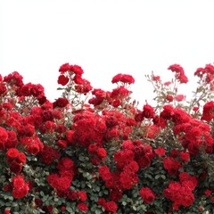 Abundant bush of vibrant red roses in full bloom isolated on white background