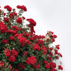 Naklejka premium Abundant cluster of vibrant red roses with lush green foliage isolated on white background