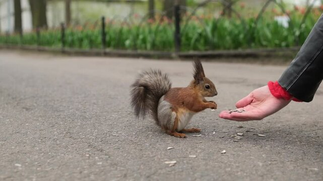 A curious squirrel cautiously approaches a persons hand reaching out with seeds in a city park surrounded by blooming flowers.