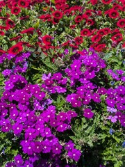 pink flowers in the garden