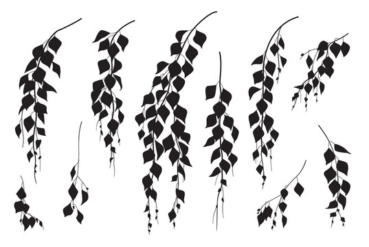 Silhouettes of Weeping Birch Branches with Leaves